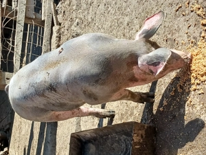 Porci de carne între 100kg și 170kg  - imagine 2