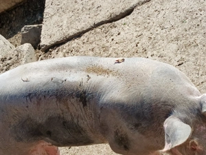 Porci de carne între 100kg și 170kg  - imagine 4