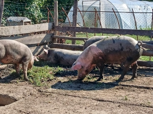 Porci de carne între 100kg și 170kg  - imagine 3
