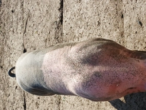 Porci de carne între 100kg și 170kg  - imagine 5