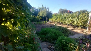 Casă, gradină, teren mare - Palazu Mare - imagine 4