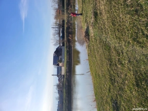 Teren Bradu la Monument - imagine 4