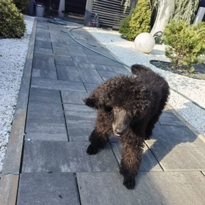 Pui de Pudel( Caniche) Standard Black cu Pedigree Femela disponibilă