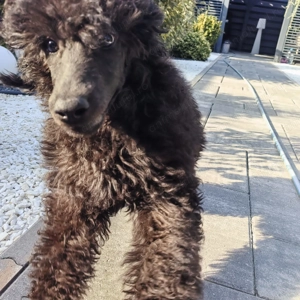 Pui de Pudel( Caniche) Standard Black  cu Pedigree   Femela disponibilă - imagine 3