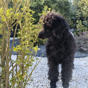 Pui de Pudel( Caniche) Standard Black  cu Pedigree   Femela disponibilă - imagine 4