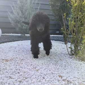Pui de Pudel( Caniche) Standard Black  cu Pedigree   Femela disponibilă - imagine 5