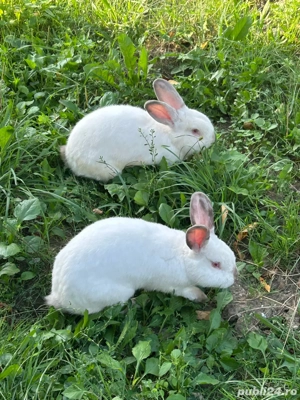 Iepuri Californieni de vanzare 