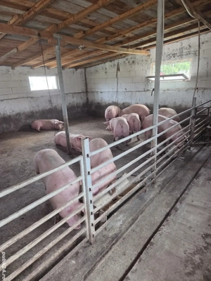 vand porci super calitate 