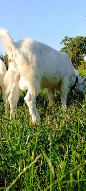 Țap sanen  - imagine 3 Țap sanen  - imagine 3