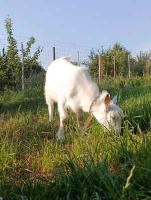 Țap sanen  - imagine 4 Țap sanen  - imagine 4