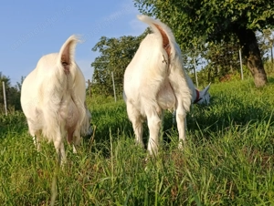 Țap sanen  - imagine 2 Țap sanen  - imagine 2