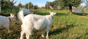 Țap sanen  - imagine 5 Țap sanen  - imagine 5