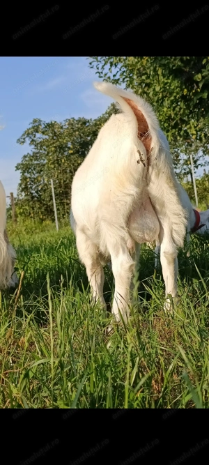 Țap sanen  - imagine 6 Țap sanen  - imagine 6