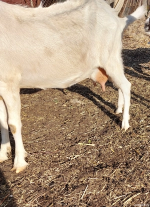 Capră .....  - imagine 2