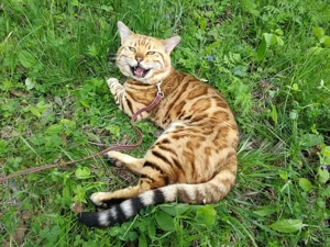 Vând pui pisică Bengal  - imagine 2 Vând pui pisică Bengal  - imagine 2