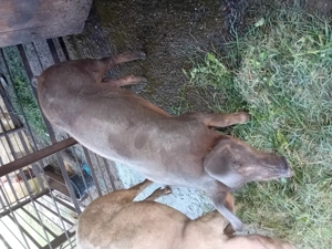 Vând un soldan duroc  - imagine 2 Vând un soldan duroc  - imagine 2