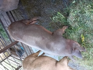 Vând un soldan duroc  - imagine 3 Vând un soldan duroc  - imagine 3