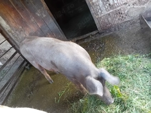 Vând un soldan duroc 