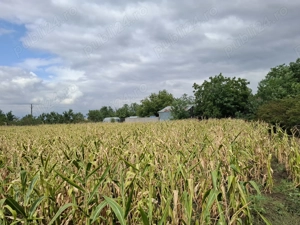 Loc de casa simandul de sus 50m latime - imagine 4