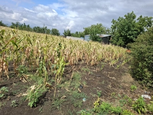 Loc de casa simandul de sus 50m latime - imagine 7