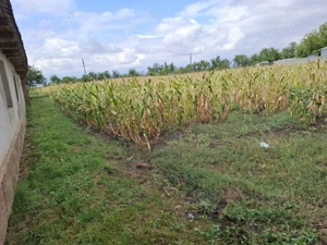 Loc de casa simandul de sus 50m latime - imagine 3