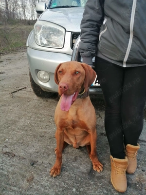 Dau spre adopte caine viszla maghiar