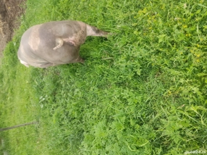 porci pietrain belgian - imagine 3