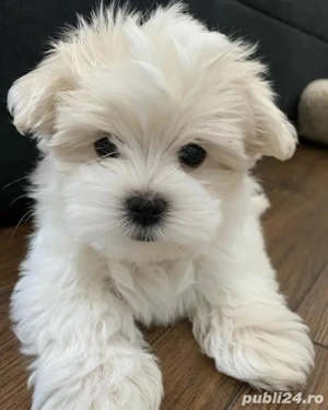 bichon maltez mini toy 