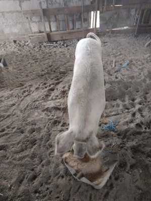 De vânzare Purcea greutate 180kg. - imagine 2