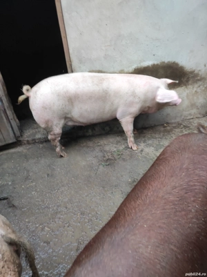 porc pentru Crăciun 