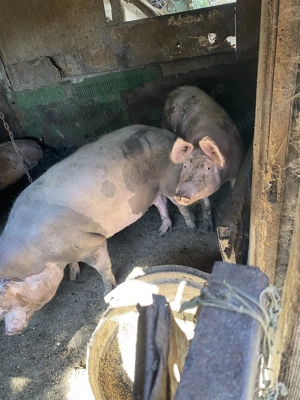 Porci de vanzare