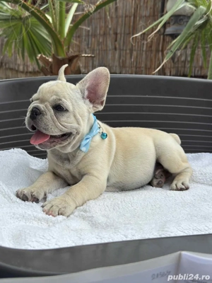Bulldog Francez Mascul - imagine 2