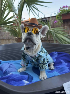 Bulldog Francez Mascul