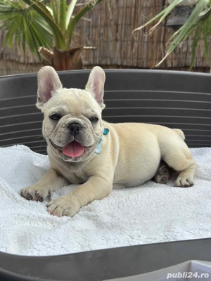 Bulldog Francez Mascul - imagine 4
