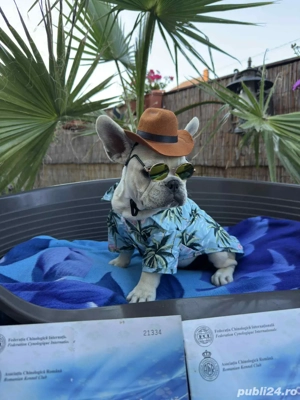 Bulldog Francez Mascul - imagine 3