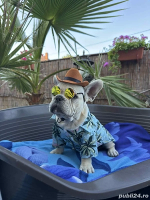 Bulldog Francez Mascul - imagine 5