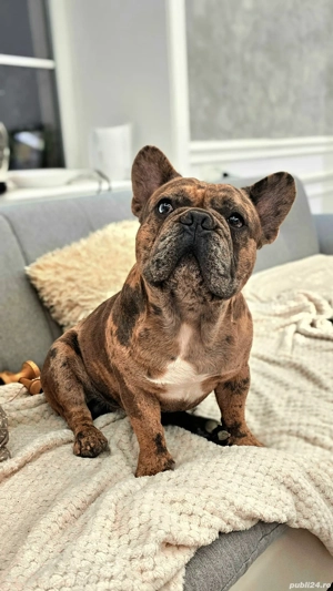 Mascul Disponibil Bulldog Francez