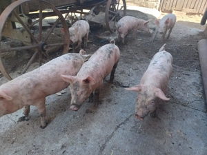 Vand purcei de 2 luni - imagine 3 Vand purcei de 2 luni - imagine 3