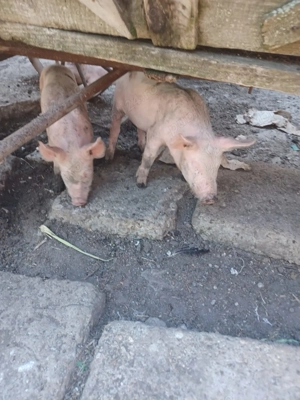 Vand purcei de 2 luni - imagine 4 Vand purcei de 2 luni - imagine 4