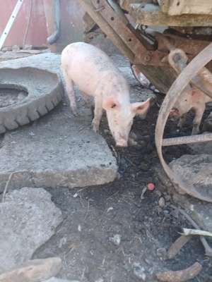 Vand purcei de 2 luni - imagine 5 Vand purcei de 2 luni - imagine 5