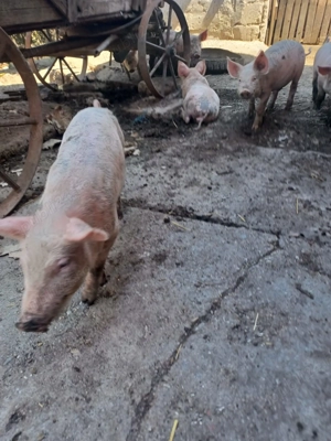 Vand purcei de 2 luni - imagine 2 Vand purcei de 2 luni - imagine 2