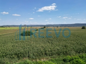 Teren de vânzare, Letea Veche, Jud. Bacău - imagine 4