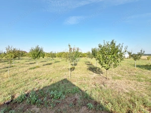 Casă cu 5 camere de vânzare loc. Frumușeni, jud. Arad - imagine 20