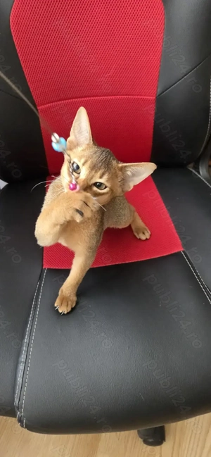 Pui  rasa abisiniana