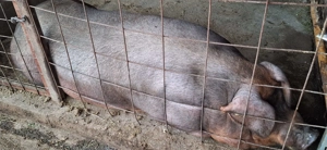 Porci de vanzare - imagine 2