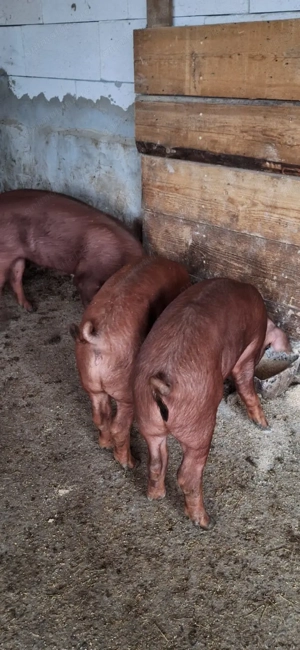 Porci de vanzare - imagine 3