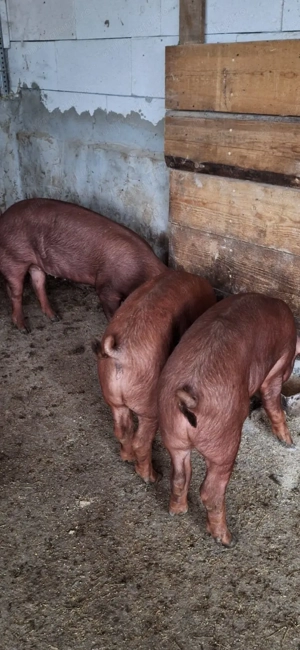 Porci de vanzare - imagine 4