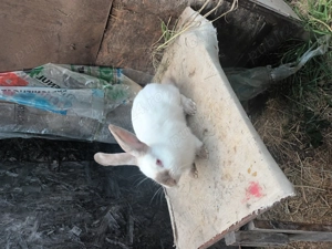 Masculi rasa californian - imagine 2