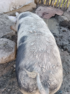 Vând purcele de 160, 180kg. Preț în privat sau la telefon