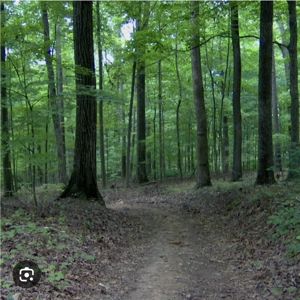 Vand lemn stejar din padure